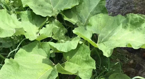 牛蒡叶片的锯齿边缘：光合效率之谜