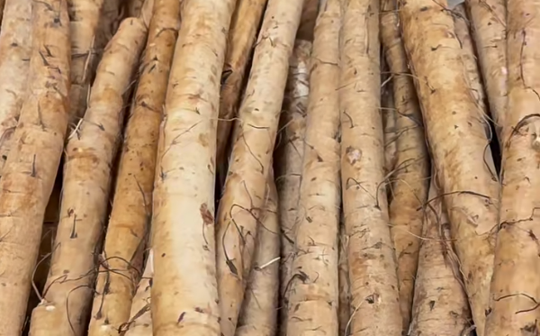 牛蒡为什么叫牛蒡？牛蒡的名称由来