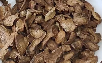 徐州沛县：航天牛蒡“种”出致富路