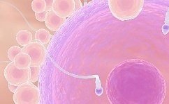 排卵期是什么？原来这就是排卵期啊！